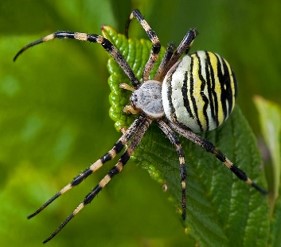 Argiope  Bruennichi Örümcek Venomunun Antikanser Etkinliği 