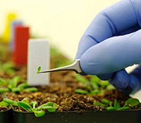 Bitki Eksterelerinden Enzimlere Alternatif Nano Biyokatalizörlerin Üretilmesi ve Plastik Üretiminde Kullanılması